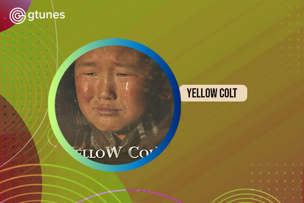 Yeloow Colt